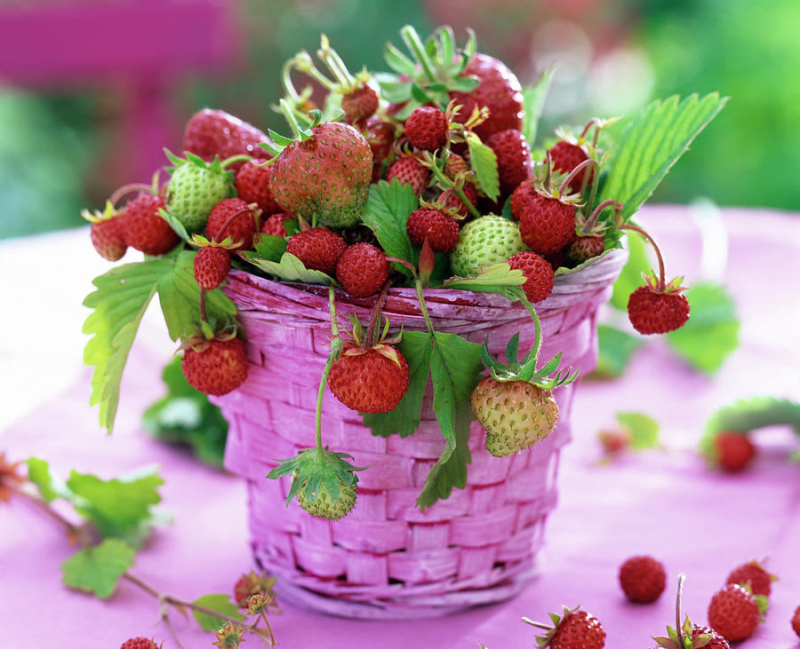 Fragaria strawberries In Pink Basket Photograph by Friedrich Strauss