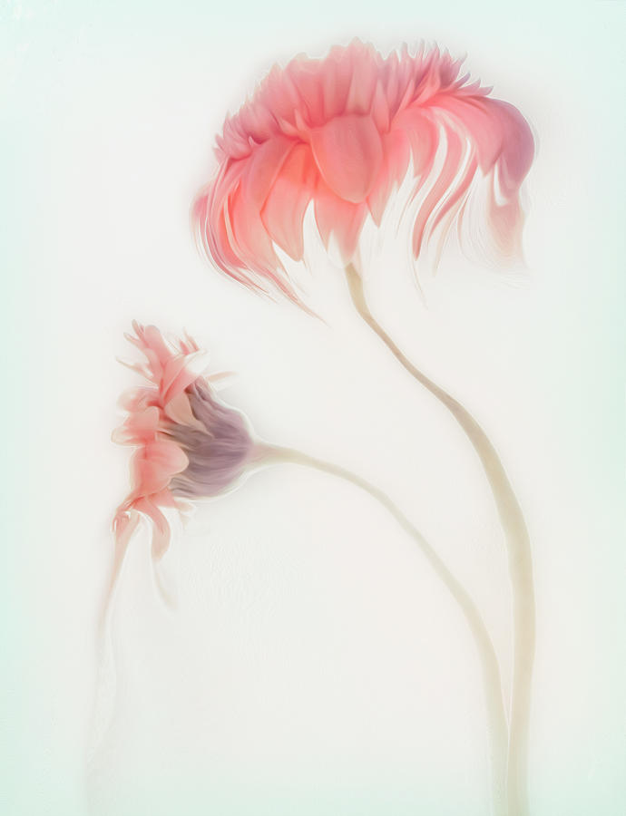 Flower Photograph - Fragile Beauty by Gilbert Claes