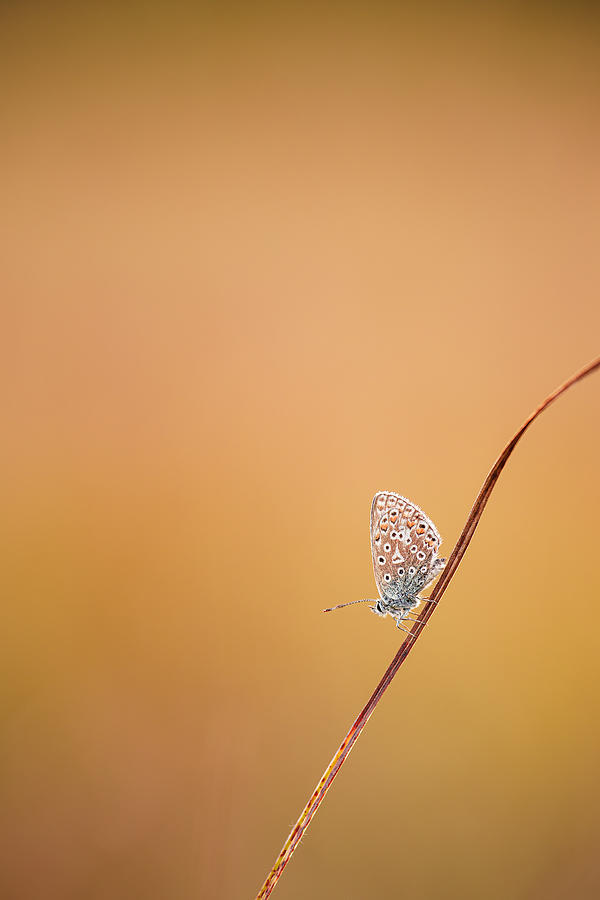 Fragile. Butterfly On A Straw Photograph by Magnus Renmyr