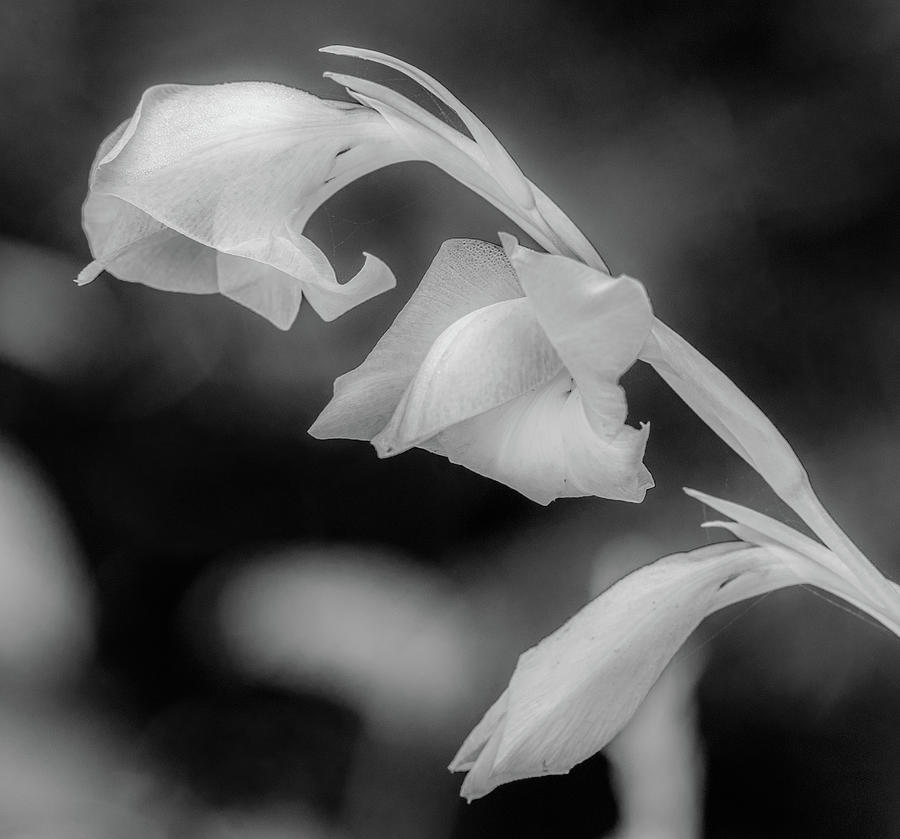 Fragile Flower Photograph by Marcy Wielfaert