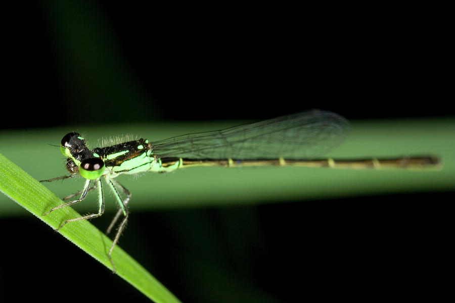 Fragile Forktail Damselfly 7301001 by Rick Veldman Fragile Forktail Damselfly 7301001 by Rick Veldman