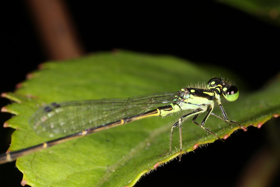 Fragile Forktail Damselfly 9011401 by Rick Veldman Fragile Forktail Damselfly 9011401 by Rick Veldman
