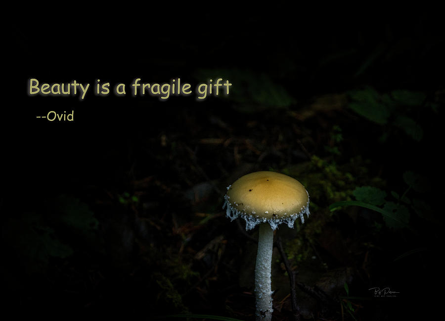 Fragile Mushroom Photograph by Bill Posner