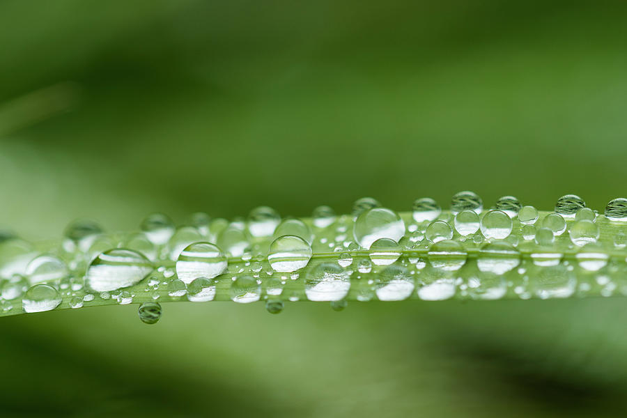 Fragile Rain Photograph by Robert Potts