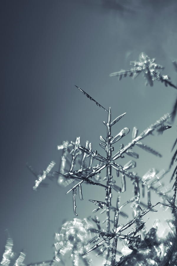 Fragile snowflake - monochrome blue Photograph by Intensivelight