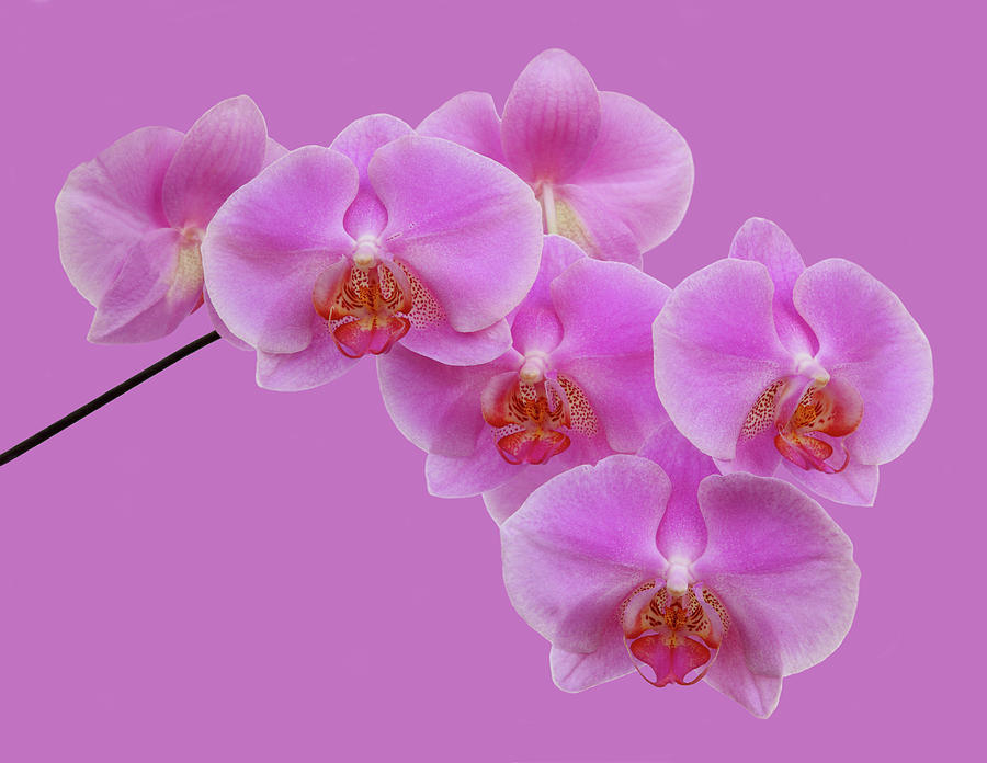 Fragile Spray Of Pink Orchids On Pink Photograph by Rosemary Calvert