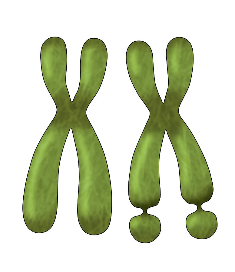 Fragile X Chromosome, Illustration Photograph by Monica Schroeder - Pixels