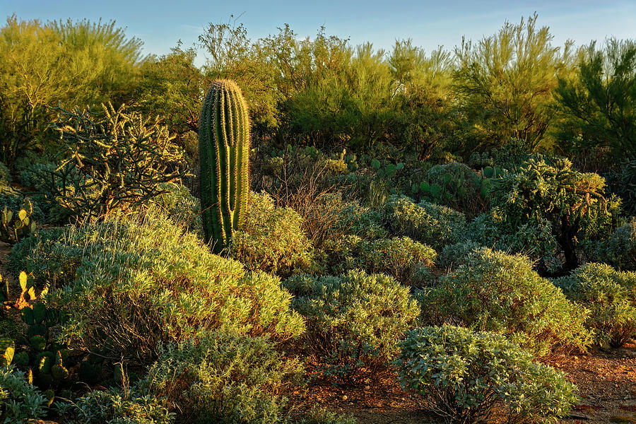 Fragmento de Sonora h1821 Photograph by Mark Myhaver