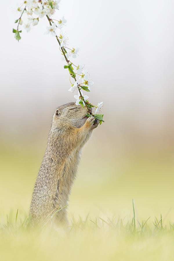 Wildlife Photograph - Fragrance Of Spring by Henrik Spranz