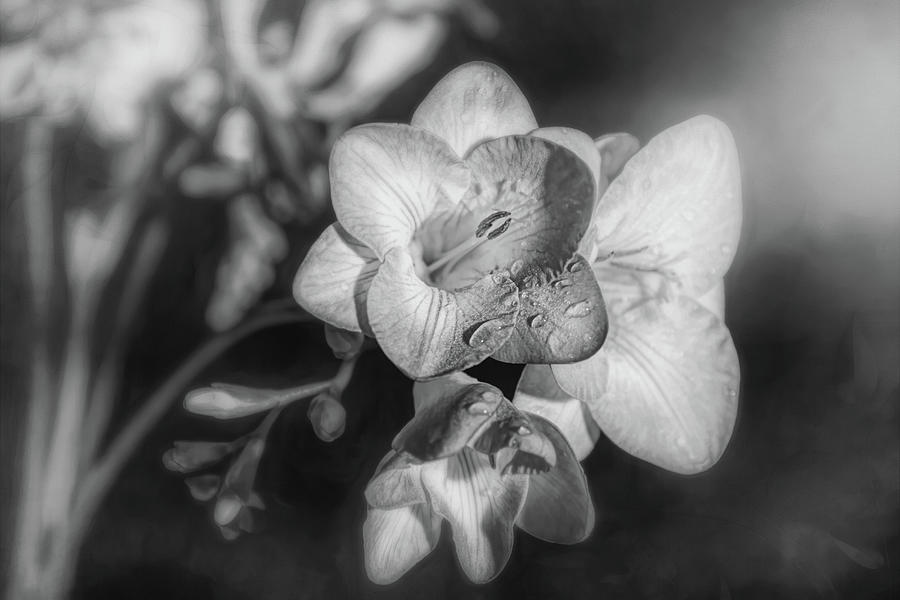 Fragrant Freesia Black and White Photograph by Carol Japp