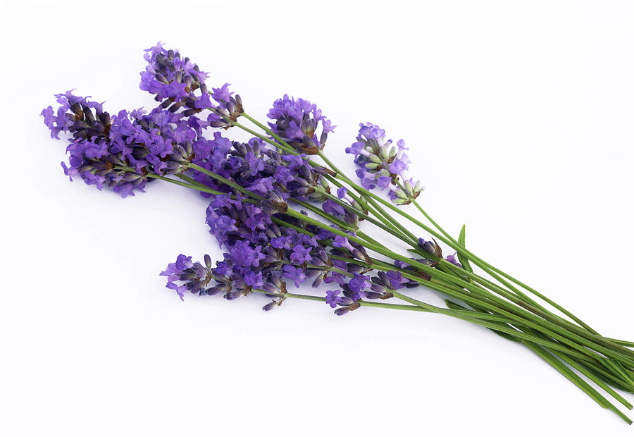 Fragrant Lavender Flowers In Bunch Photograph by Rosemary Calvert