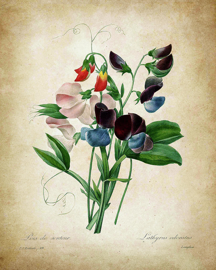 Fragrant Sweet Pea Drawing by Tatyana Drondina