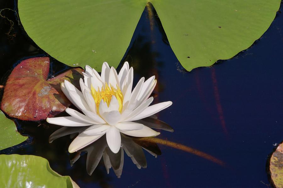 Fragrant Water Lily Photograph by Bradford Martin