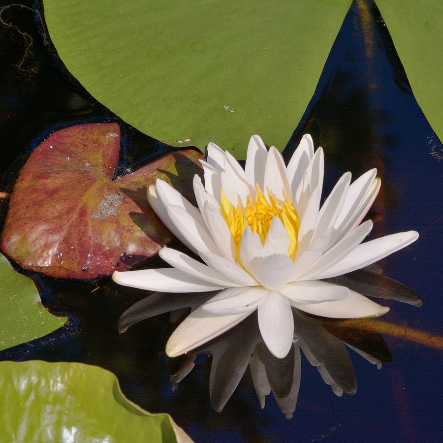 Fragrant Water Lily-Square Photograph by Bradford Martin
