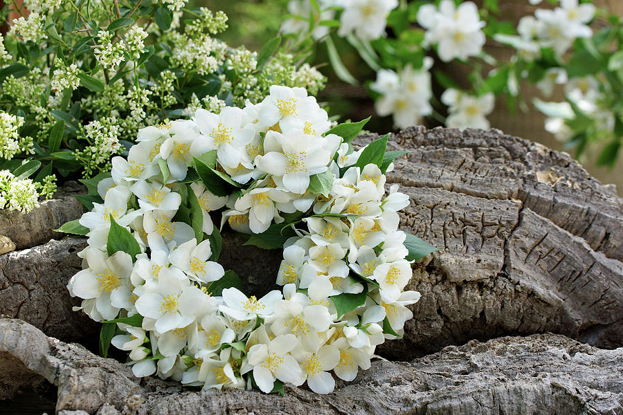 Fragrant Wreath Of English Dogwood Blossoms Photograph by Angelica Linnhoff