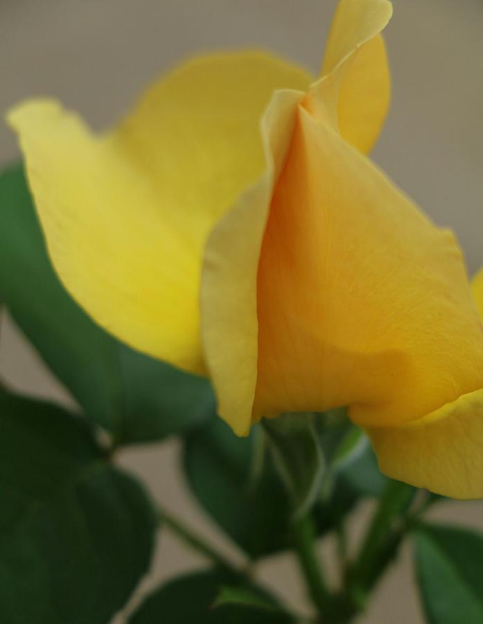 Fragrant Yellow Rose Photograph by The Art Of Marilyn RidouttGreene