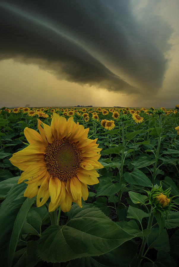 Blooming Photograph - Frailty  by Aaron J Groen