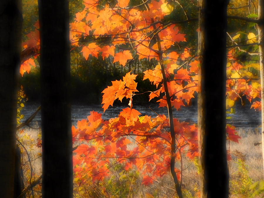 Tree Photograph - Frame of fall by Karen Cook