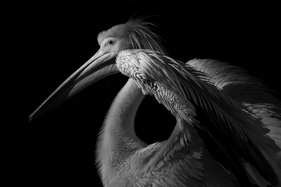 Bird Photograph - Frame Of Mind... by Natalia Rublina