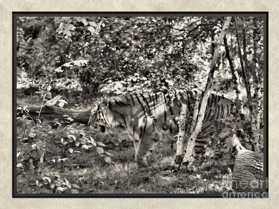 Framed Amur Tiger, sepia tone Photograph by Sandra Huston