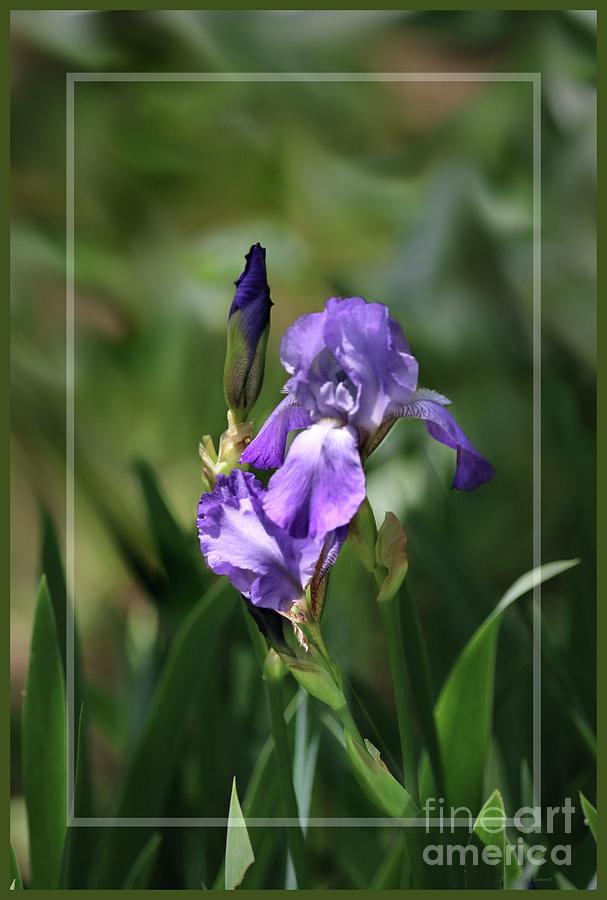 Framed Blooming Purple Bearded Iris Photograph by Sandra Huston
