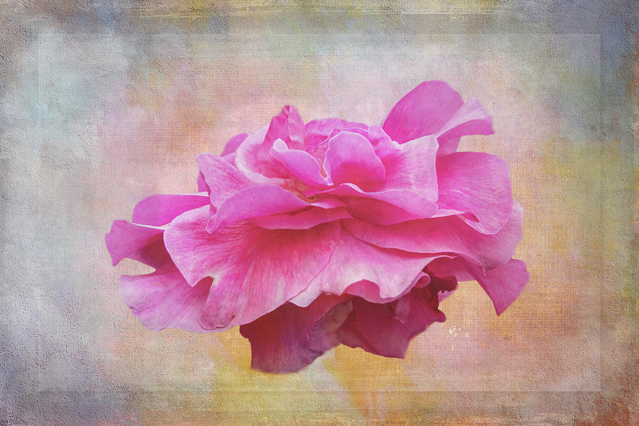 Spring Digital Art - Framed Camellia by Terry Davis