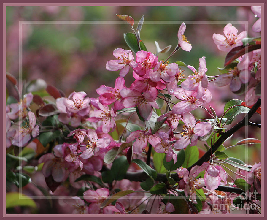 Framed Crabapple Blossoms Photograph by Sandra Huston