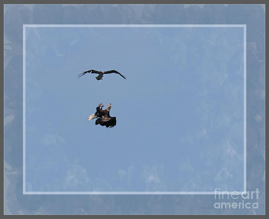 Framed Fighting Eagle And Osprey Photograph by Sandra Huston