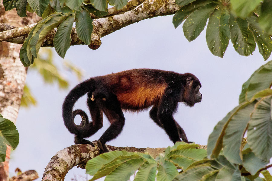 Framed Howler Monkey Photograph by Stefan Mazzola