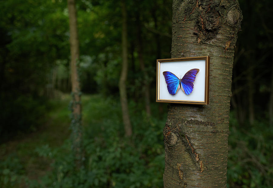 Framed Large Blue Butterfly In Woodland Photograph by Dougal Waters
