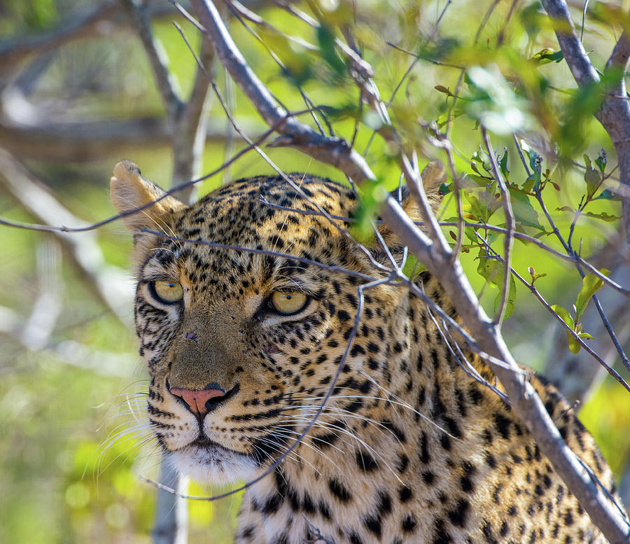 Framed leopard Photograph by Mark Hunter