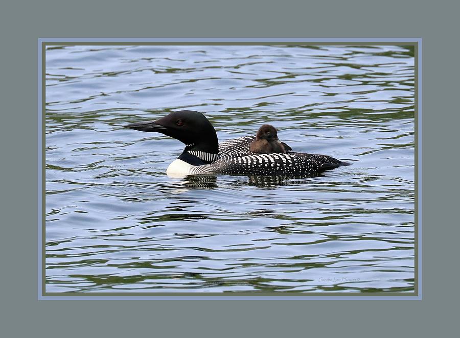 Framed Loon Chick Catching a Ride Photograph by Sandra Huston