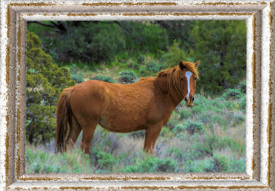Framed Mustang Photograph by Steph Gabler