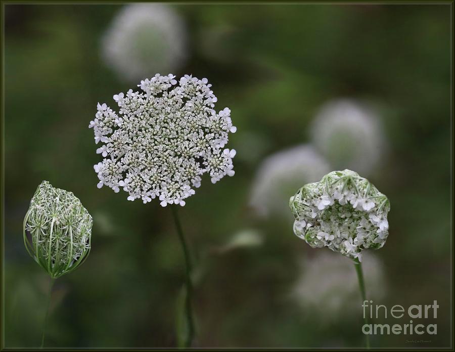 Framed Queen Annes Lace  Photograph by Sandra Huston