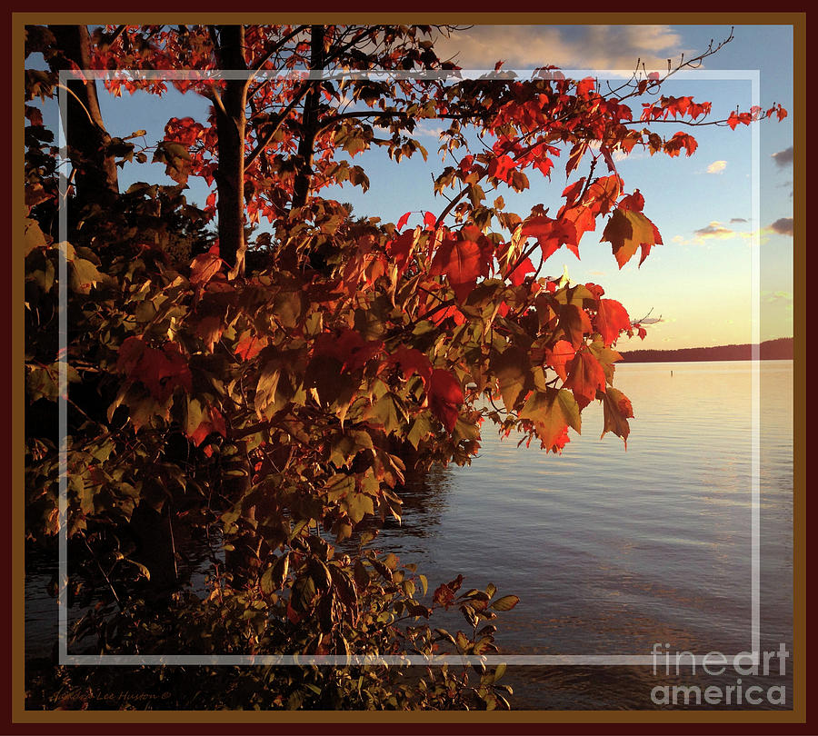 Framed Two Toned Maple Tree In Fall Photograph by Sandra Huston