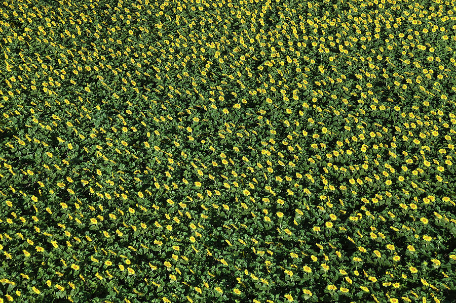 France, Allier, Vicq, Blooming Fields Photograph by Cormon Francis / Hemis.fr France, Allier, Vicq, Blooming Fields Photograph by Cormon Francis / Hemis.fr