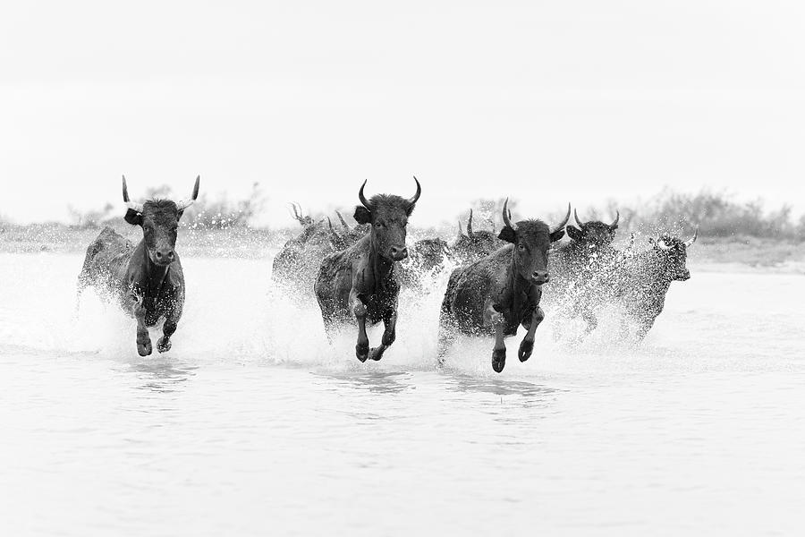 France, Camargue, Black Bulls Running Digital Art by Tim Mannakee