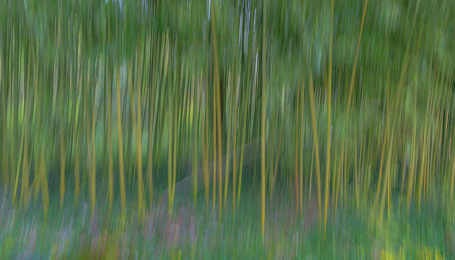 Abstract Photograph - France, Giverny Abstract Of Bamboo by Jaynes Gallery