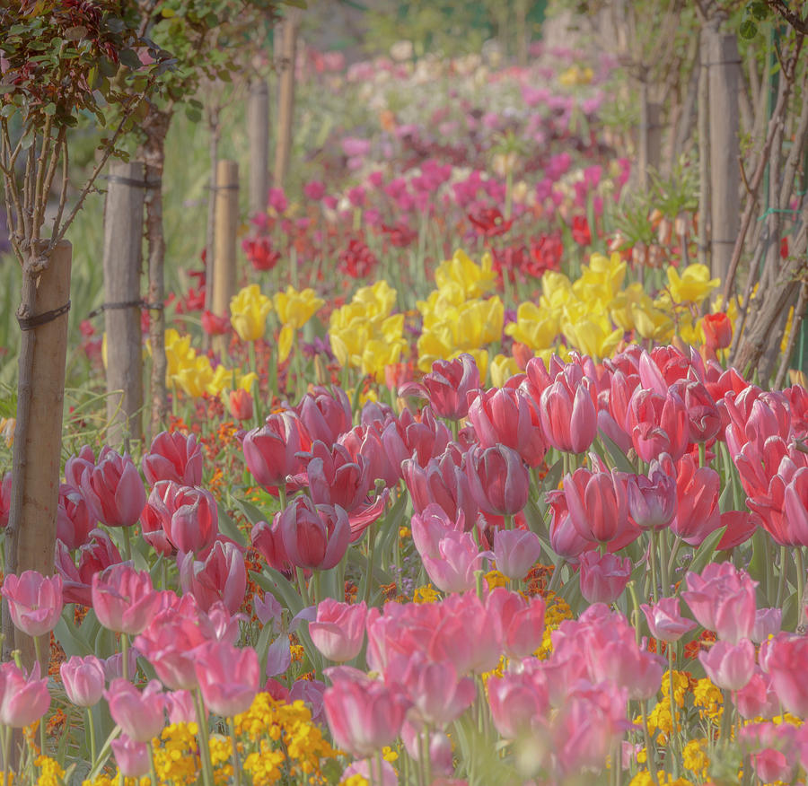 Spring Photograph - France, Giverny Tulips In Monets by Jaynes Gallery
