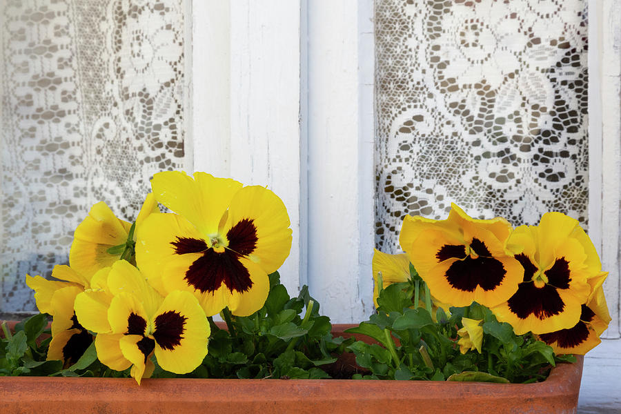 Lace Photograph - France, Giverny Yellow Pansies And Lace by Jaynes Gallery