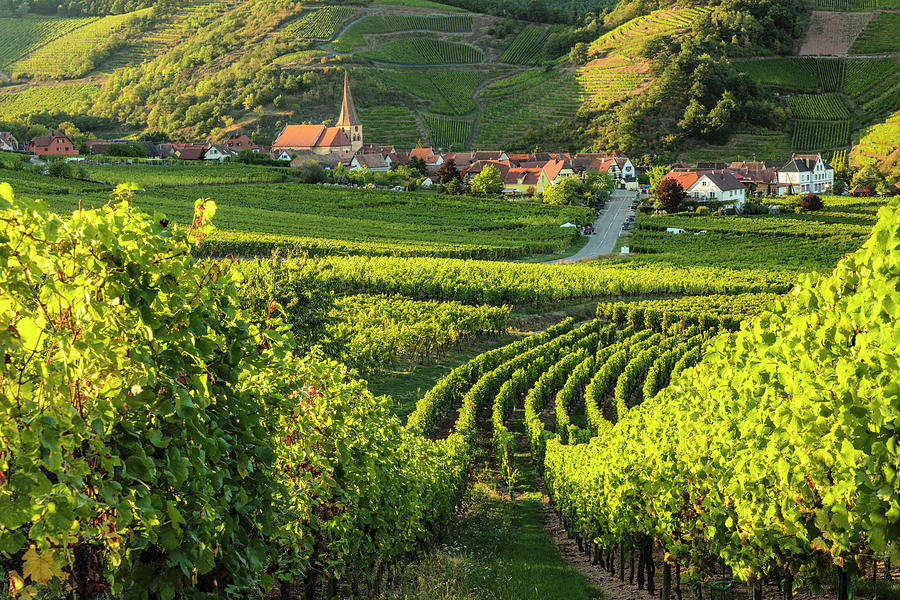 France, Grand Est, Rodern, Haut-rhin, Alsatian Wine Route, Route Des Vins Dalsace, Vineyards In The Evening Light Digital Art by Markus Lange