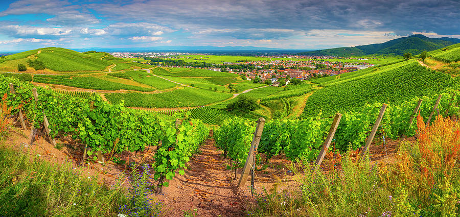 France, Grand Est, Turckheim, Haut-rhin, Riesling Vineyard Digital Art by Olimpio Fantuz