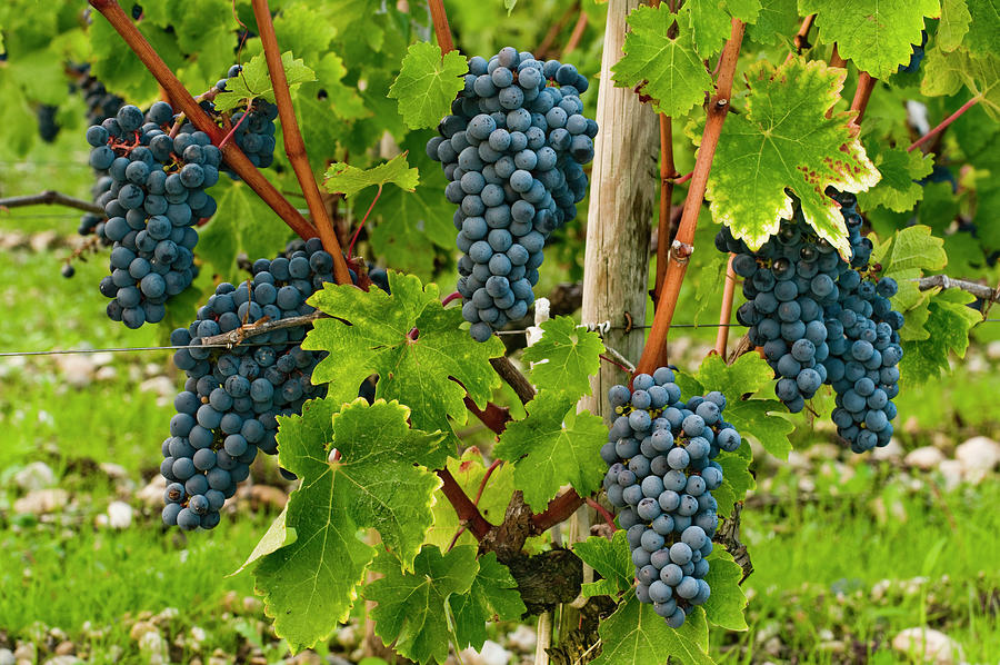 France, Nouvelle-aquitaine, Margaux, Gironde, Bordeaux Region, Grapes Near Margaux Digital Art by Olimpio Fantuz