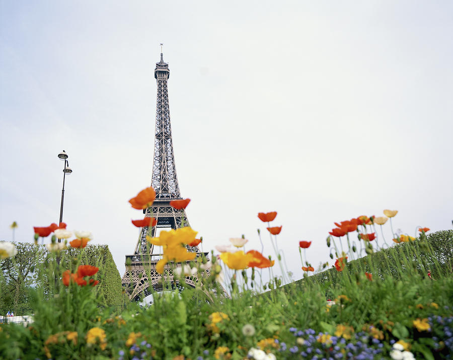 France, Paris, Eiffel Tower, Poppies In Photograph by Hiroshi Higuchi