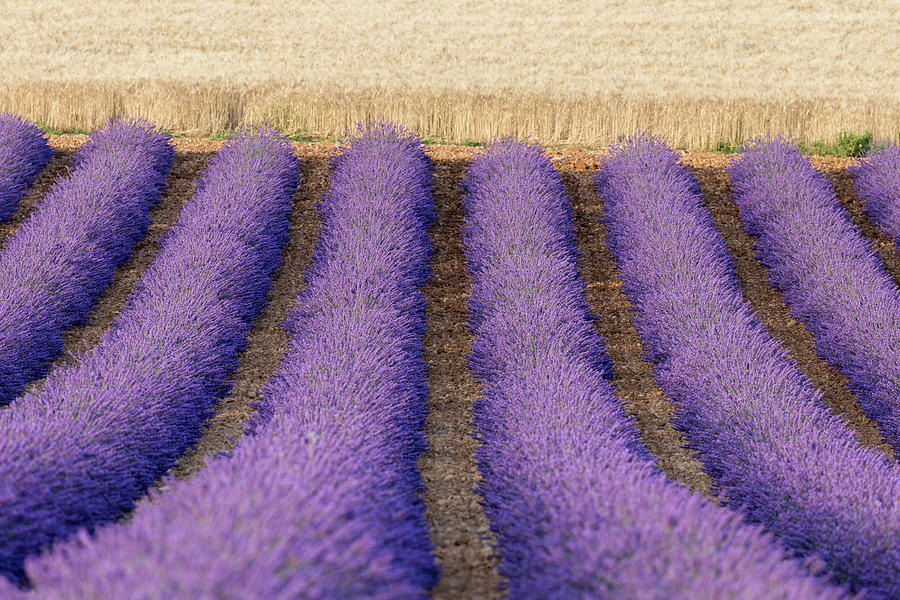 France, Provence-alpes-cote Dazur, Alpes-de-haute-provence, Valensole, Lavender And Wheat Fields Digital Art by Tim Mannakee