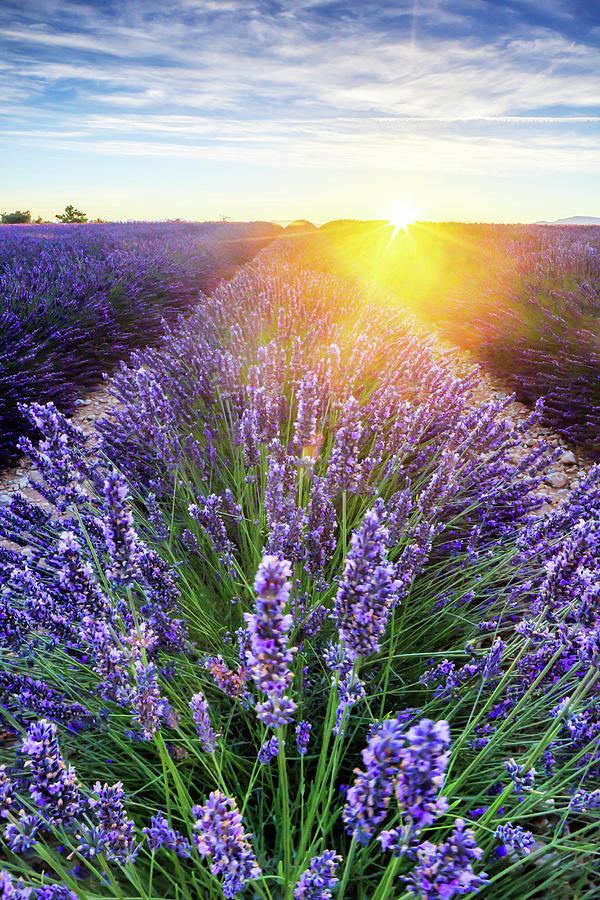 France, Provence-alpes-cote Dazur, Provence, Valensole, Lavender Field At Sunset, Near Valensole Digital Art by Maurizio Rellini