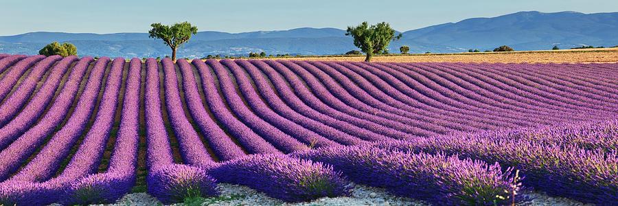 France, Provence-alpes-cote Dazur, Provence, Valensole, Lavender Fields Near Valensole Digital Art by Luigi Vaccarella