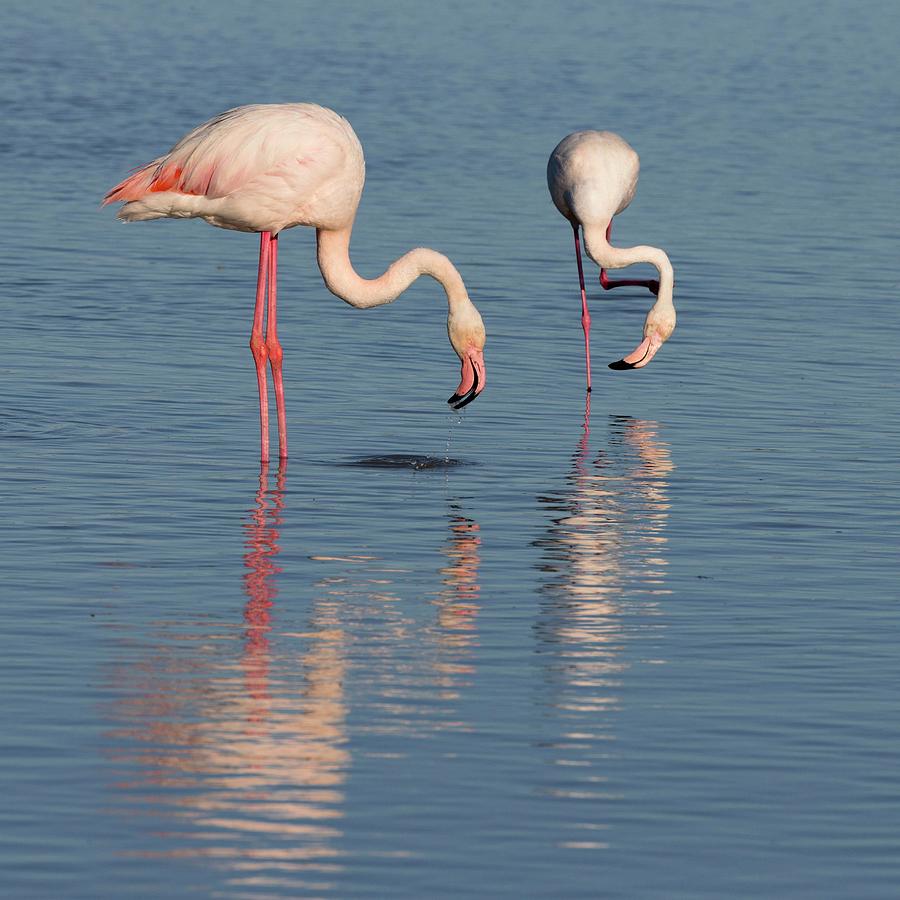 France, Provence-alpes-cote Dazur, Saintes-maries-de-la-mer, Regional Nature Park Of The Camargue, A Pair Of Flamingos Search For Food In A Marsh In The Camargue Digital Art by Tim Mannakee