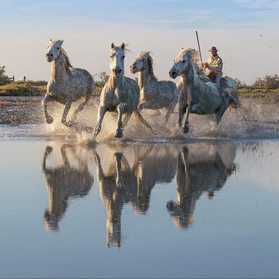 Nature Digital Art - France, Provence-alpes-cote Dazur, Saintes-maries-de-la-mer, Regional Nature Park Of The Camargue, White Horses Are Herded By A Guardian In The Marshes Of The Camargue by Tim Mannakee