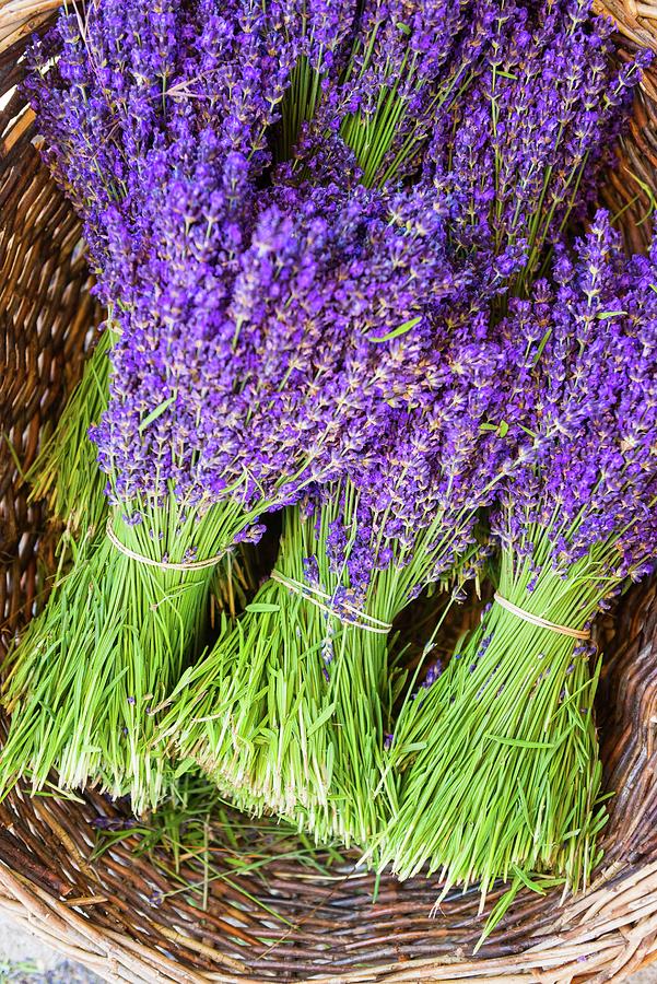 Flowers Still Life Digital Art - France, Provence-alpes-cote Dazur, Sault, Freshly Picked Lavender by Jordan Banks